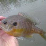 Bluegill on Grub