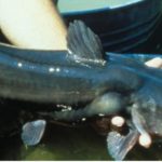 channel catfish - Realistic Fishing