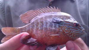 Long Ear Sunfish