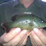 Green Sunfish