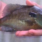 Bluegill Sunfish