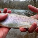 Trout Play-Doh