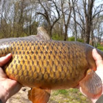 Catching Carp with Bread