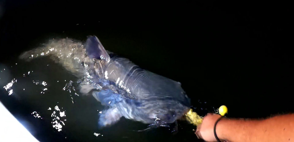 Catching Over 100 LBS of Fish in ONE NIGHT! Multiple Giants Caught