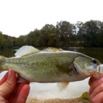 Fall Fishing for Bass and Trout - Realistic Fishing