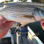 Fishing Below The Dam with Live Bait and Casting Spoons