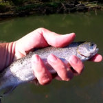 River Fishing for Trout Using Bottom Rigs