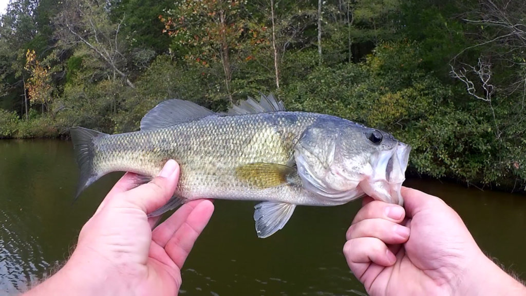 fall bass fishing with a texas rig yum money minnow - Realistic Fishing