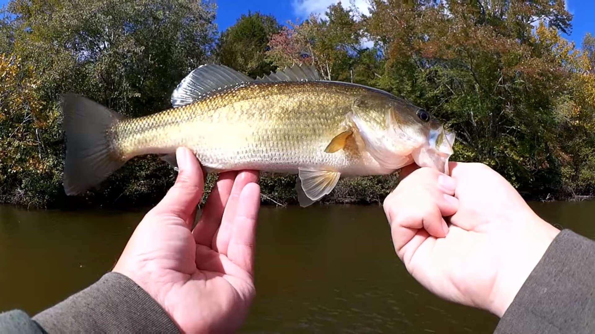 fall bass fishing with strike king red eye shad silent crankbait - Realistic Fishing