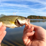 fishing for fall bass bluegill with blade bait and live bait worms - Realistic Fishing