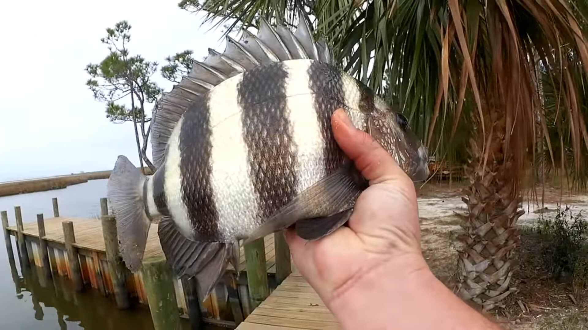 EASY Saltwater Fishing For Beginners Fishing Docks With Shrimp