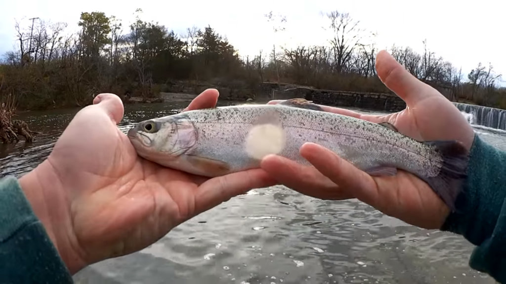 Urban Trout Fishing Popular Spillway - Realistic Fishing