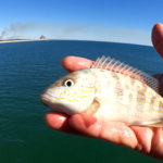 Winter fishing off the gulf state park pier easy gulf pier fishing - Realistic Fishing