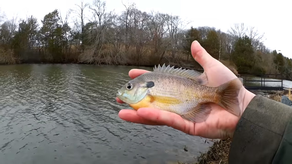 can you catch fish from the bank in winter - Realistic Fishing