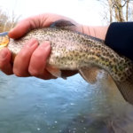 do trout like powerbait honey worms - Realistic Fishing