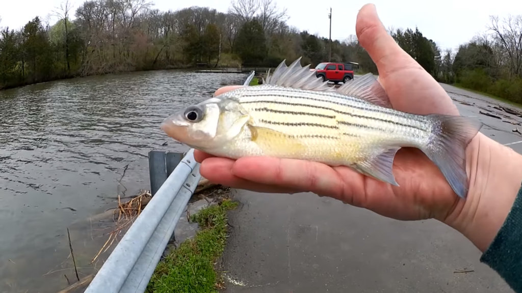 Float Fishing with a Grub Spring Yellow Bass Bluegill Fishing - Realistic Fishing