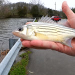 Float Fishing with a Grub Spring Yellow Bass Bluegill Fishing - Realistic Fishing