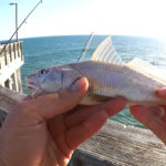 Pier Fishing for Beginners Easy Fishing at the Gulf State Park Pier - Realistic Fishing