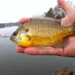 Realistic Fishing in Early Spring Easy Fishing Rig for Cold Water - Realistic Fishing