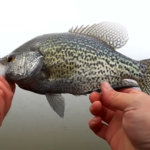 Crappie and Bluegill Fishing From the Bank Big Crappie and Bluegill - Realistic Fishing