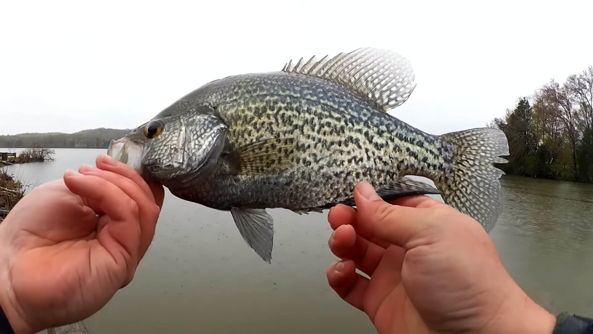 Crappie and Bluegill Fishing From the Bank Big Crappie and Bluegill - Realistic Fishing