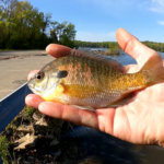 Fishing with the Last GULP Minnow at Skeleton Park One Inch Minnows - Realistic Fishing