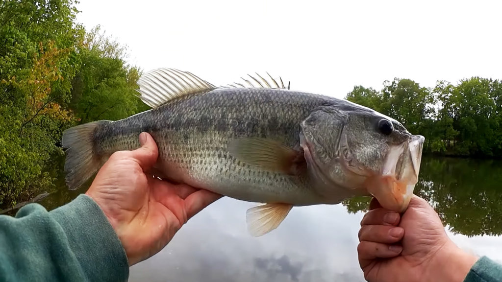 Bass Fishing From the Bank with a Crankbait can Catch a LOT of BASS - Realistic Fishing