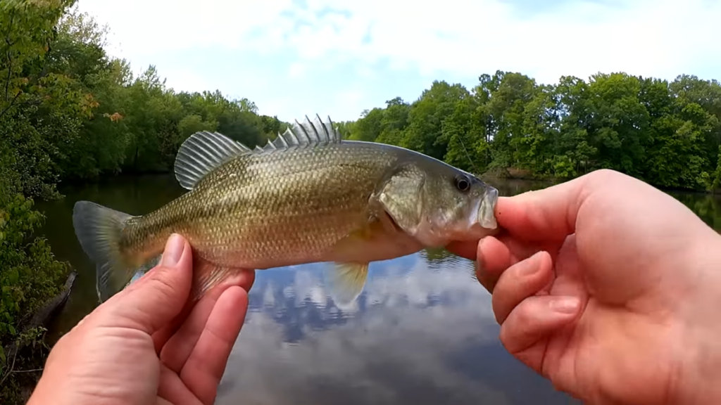 Bass Fishing at Pressured Fishing Spots Everyone is Out Fishing - Realistic Fishing