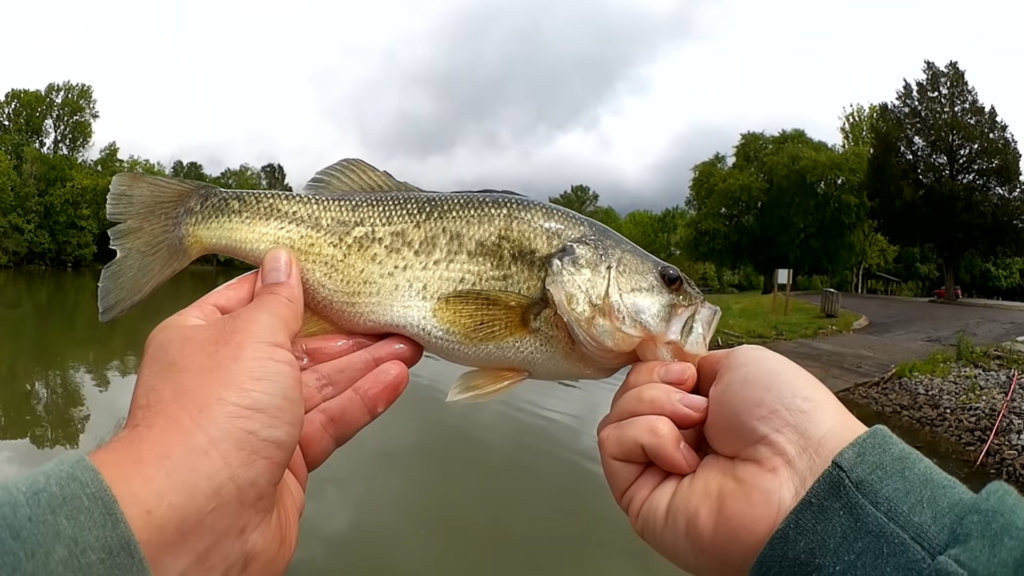 Bass Fishing at Public Parks Texas Rig Brush Hog Catches Bass - Realistic Fishing