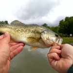 Bass Fishing at Public Parks Texas Rig Brush Hog Catches Bass - Realistic Fishing