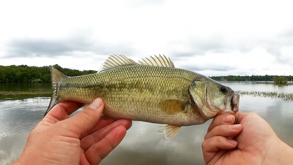 Bass Fishing with Plastic Worms and Braided Line YUM Dinger Wacky Rig - Realistic Fishing