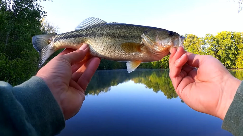 Bass Fishing with Rage Tail Structure Bug Easy Bass Rig for Beginners - Realistic Fishing