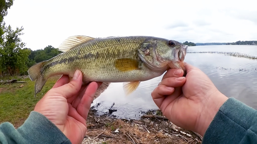 Bass Fishing with a Spinning Reel and Wacky Rig Senko - Realistic Fishing