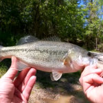 Bass Fishing with a Texas Rig PowerBait Pit Boss Beginner Tips - Realistic Fishing