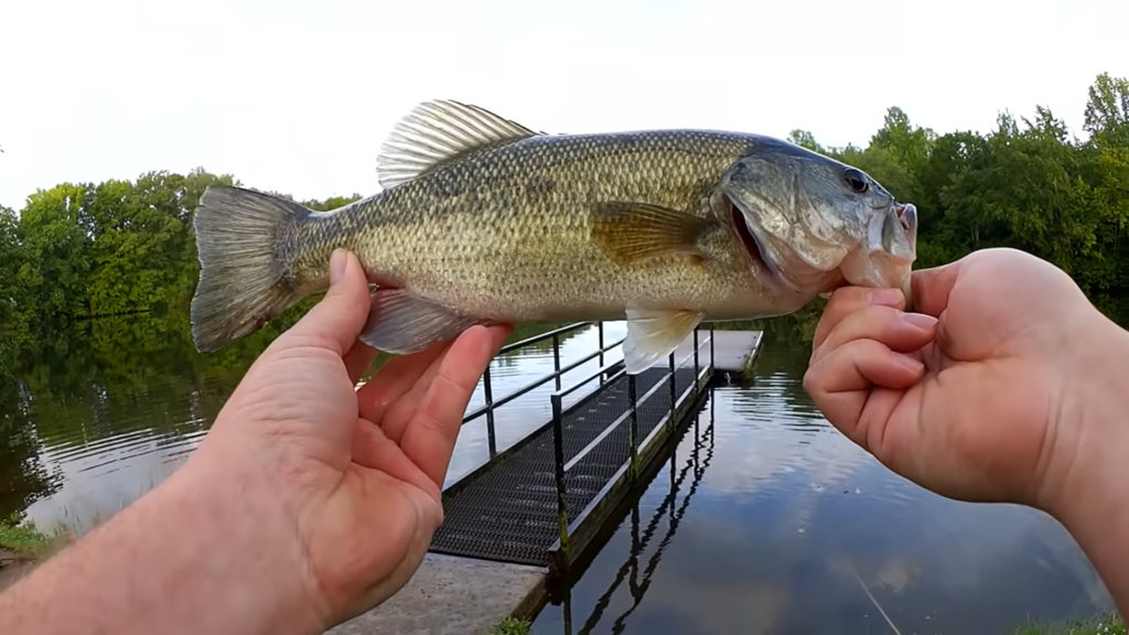 Fishing for Bass with Topwater Texas Rigs Beginners Can Try This - Realistic Fishing