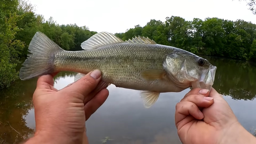 Texas Rig Bass Fishing with a YUM Christie Craw Bank Fishing - Realistic Fishing
