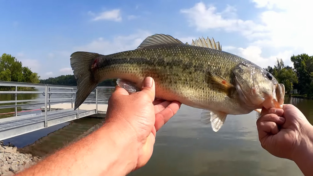 Finesse Bass Fishing From The Bank Easy Light Tackle Bass Fishing - Realistic Fishing