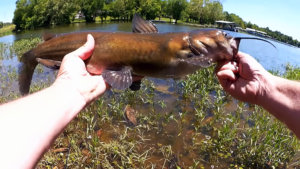 PowerBait MaxScent vs YUM Dinger Surprise Catch While Bass Fishing - Realistic Fishing