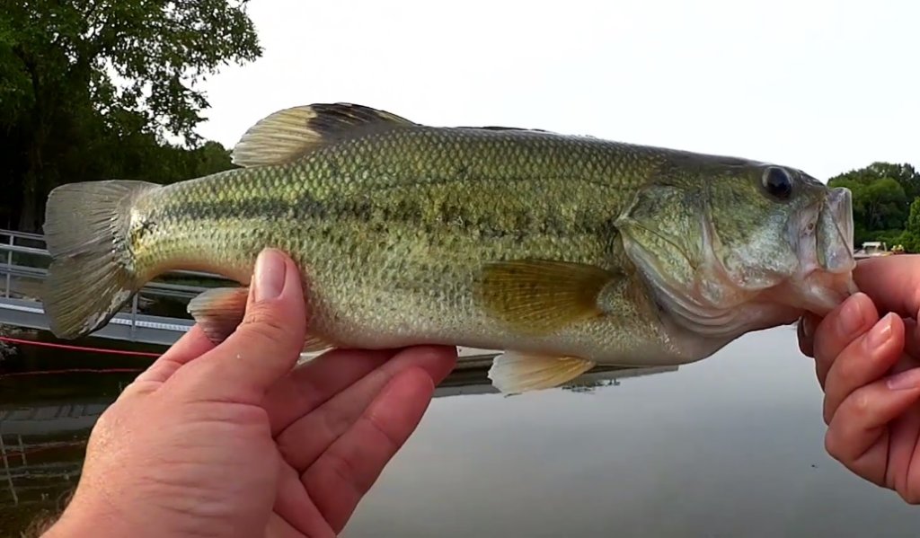 Realistic Bass Fishing with Texas Rig Soft Plastic Craws Craw Fatty Havoc Bass - Realistic Fishing