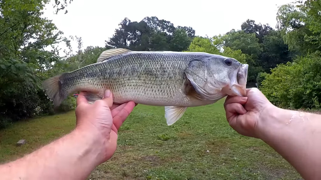 Realistic Bass Fishing with a Trout Magnet a Beetle Spin and a Texas Rig - Realistic Fishing