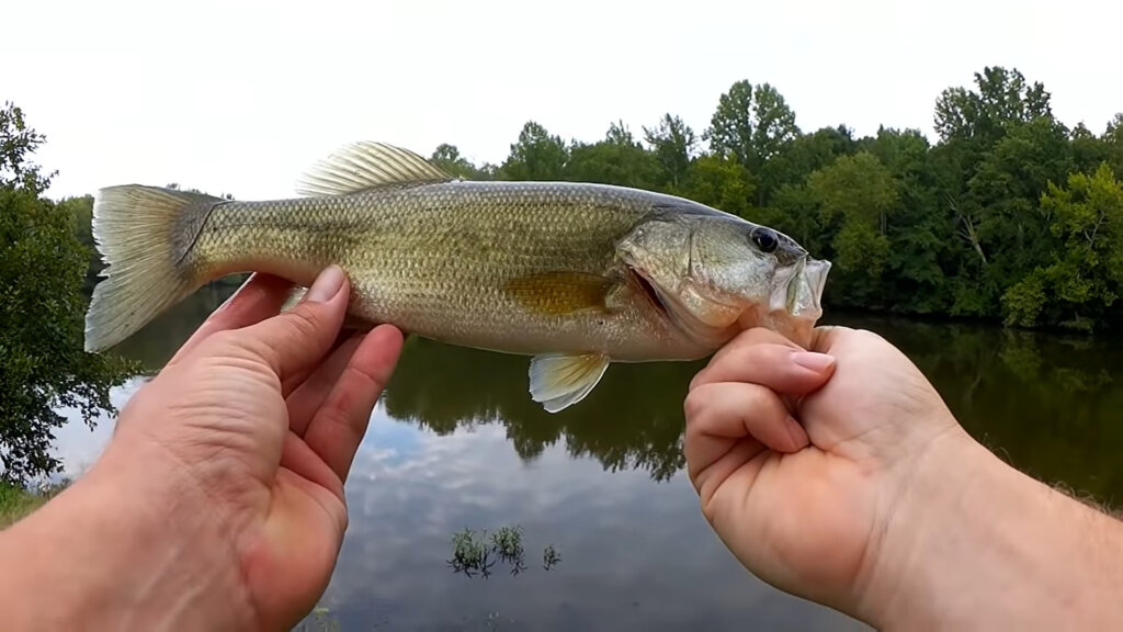 My Lake is Being TRASHED Realistic Bass Fishing at its WORST - Realistic Fishing