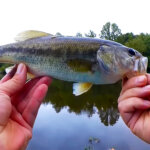 YUM vs PowerBait Wacky Rig Bass Fishing Catch 45 More BS - Realistic Fishing