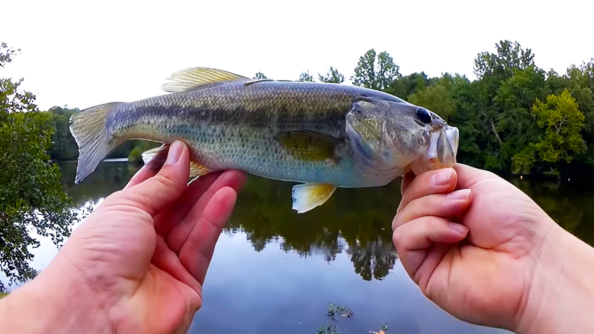 YUM vs PowerBait Wacky Rig Bass Fishing Catch 45 More BS - Realistic Fishing