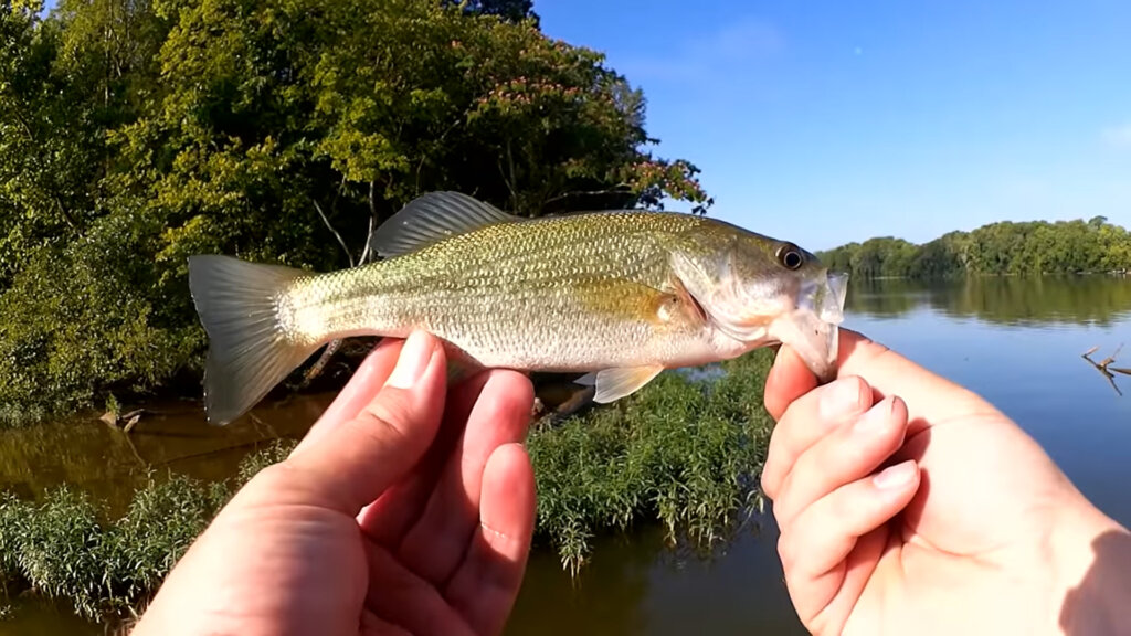 Am I Jealous of your Bass Boat Realistic Fishing Has His Own Boat - Realistic Fishing