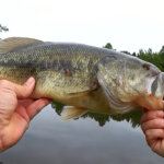 Big Summer Bass on a Texas Rig Worm I caught a True Monster Bass - Realistic Fishing