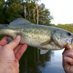 Bass Fishing from a Jon Boat Realistic Fishing with a Texas Rig - Realistic Fishing