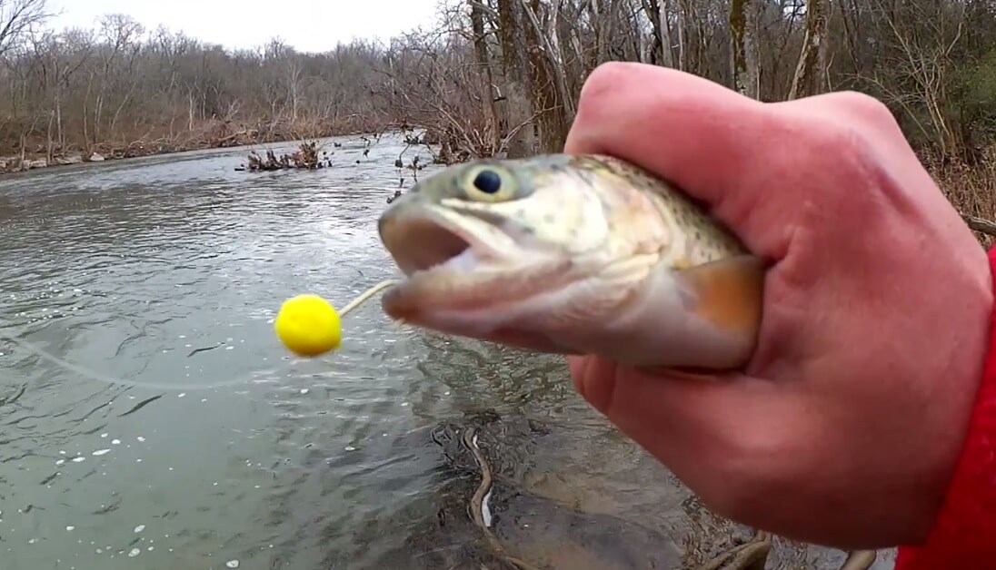 Stocked Trout Fishing Tips for Beginners How to Catch Stocked Trout - Realistic Fishing