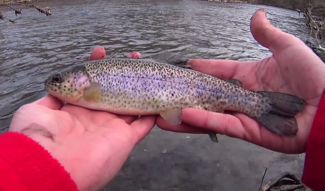 Trout Fishing from the Bank with Worms Nightcrawlers and PowerBait - Realistic Fishing