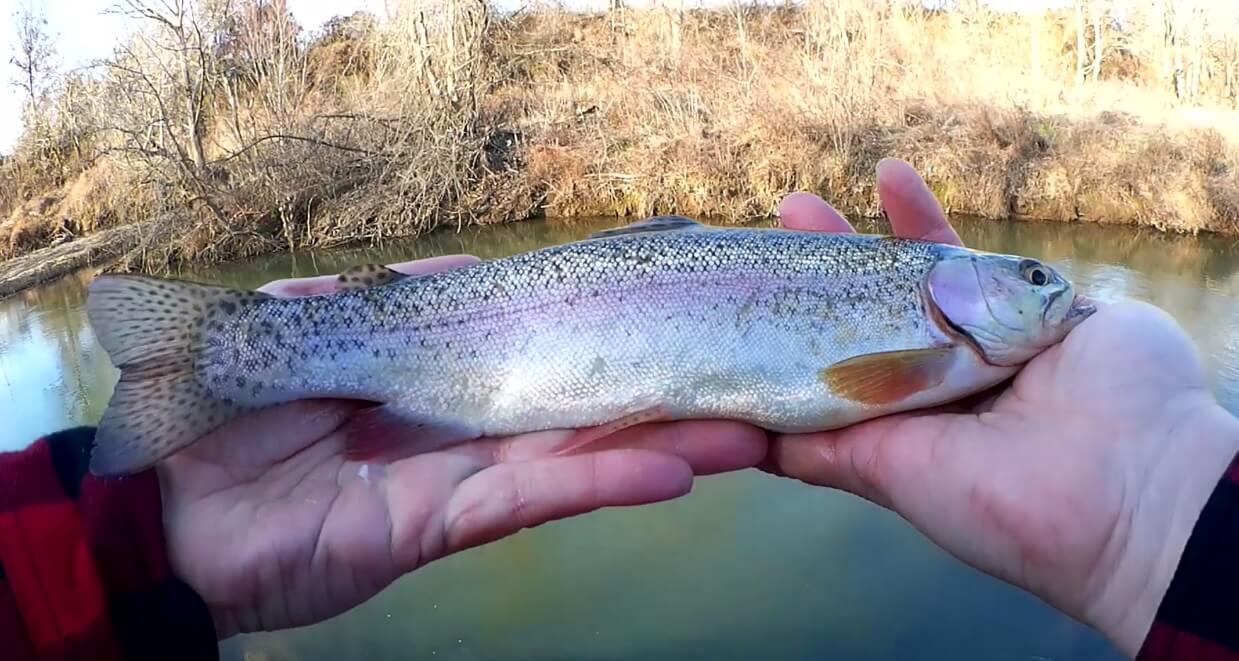 Trout Fishing with Nightcrawlers Can I Catch Trout With Worms - Realistic Fishing