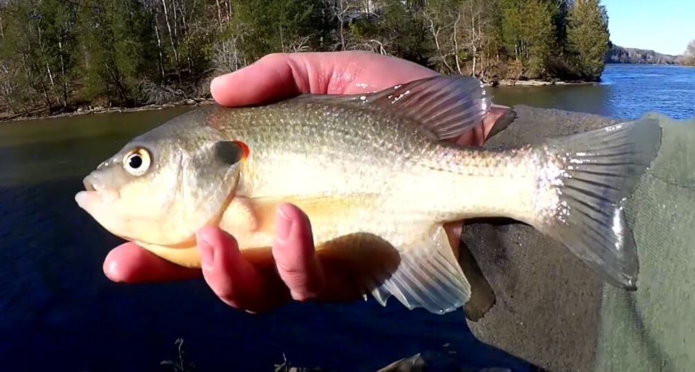 Fall Bank Fishing with a Jerkbait and Realistic Rig Big Shellcracker - Realistic Fishing